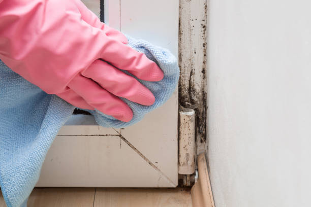 Why You Should Choose Our Mold Remediation Services in Orosi, CA